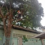 jasa tebang pohon profesional terpercaya