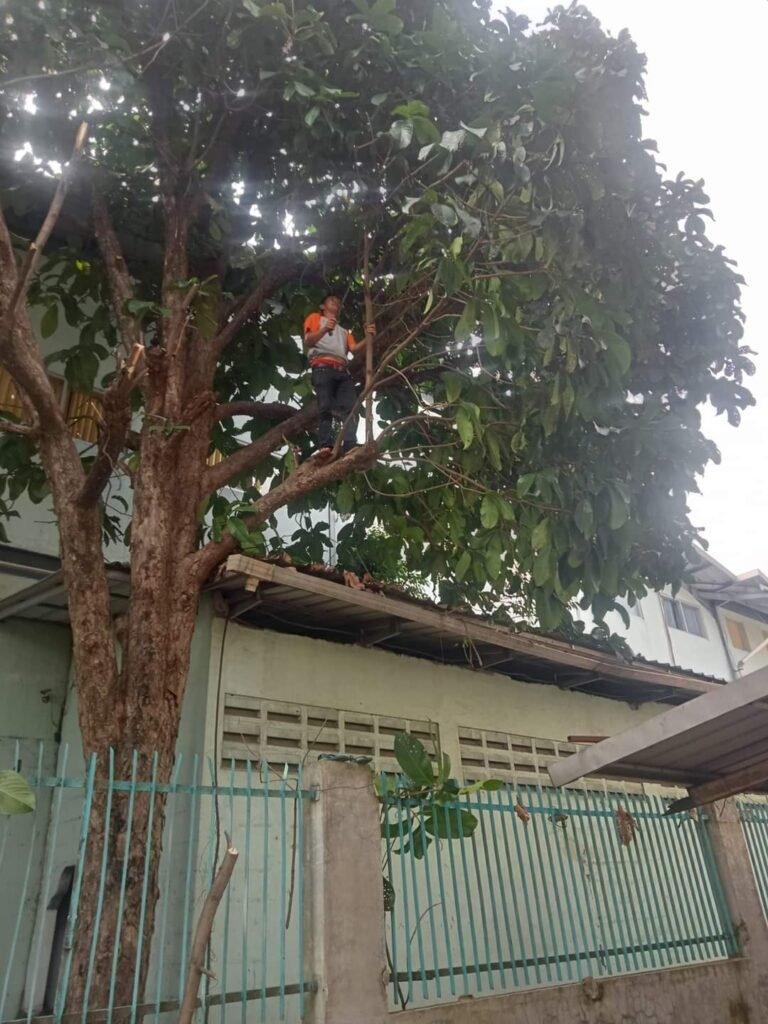 jasa tebang pohon Profesional Terbaik