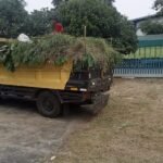 jasa tebang pohon profesional terpercaya