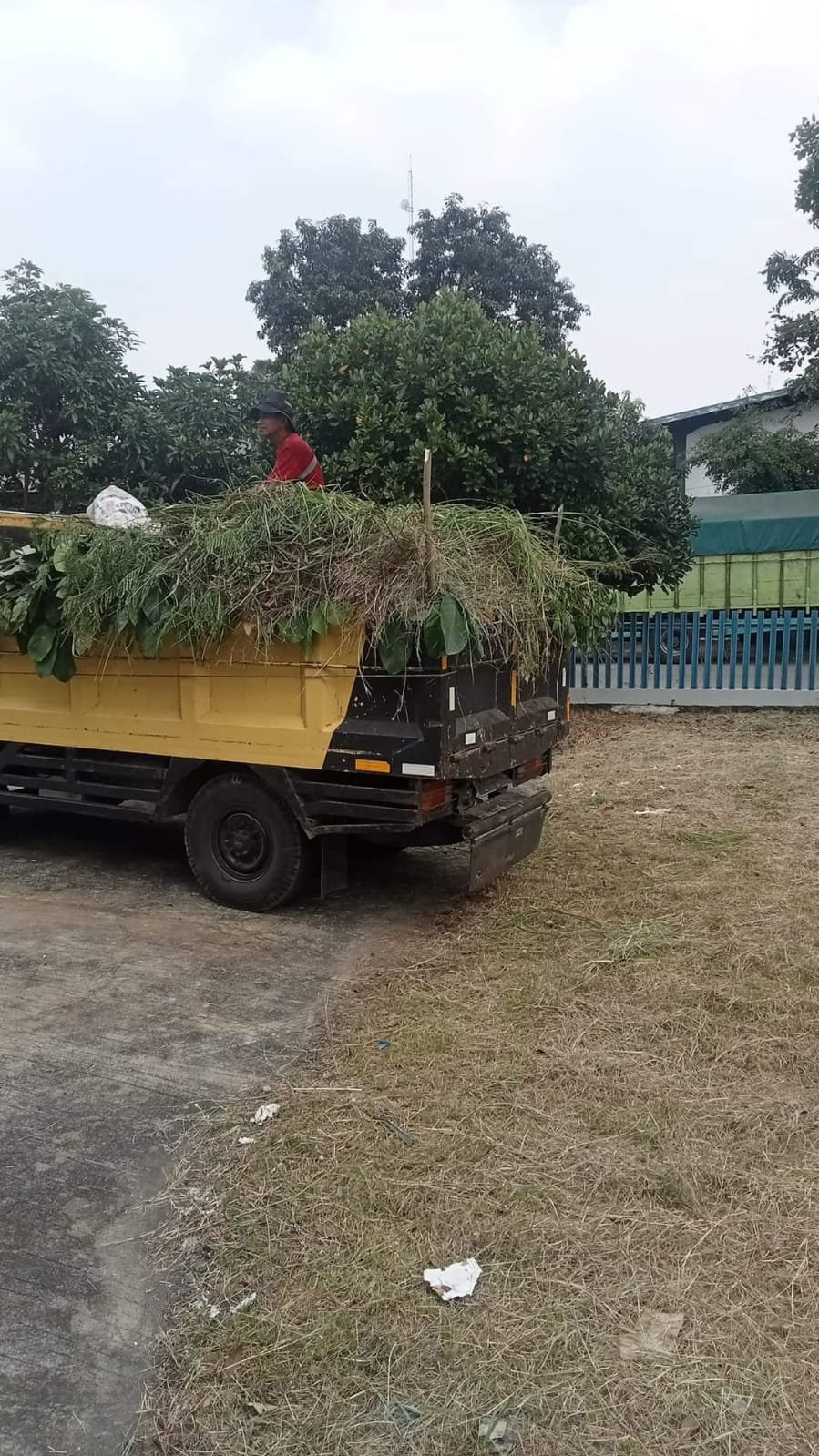 jasa tebang pohon profesional terpercaya
