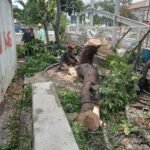 jasa tebang pohon Profesional Terbaik