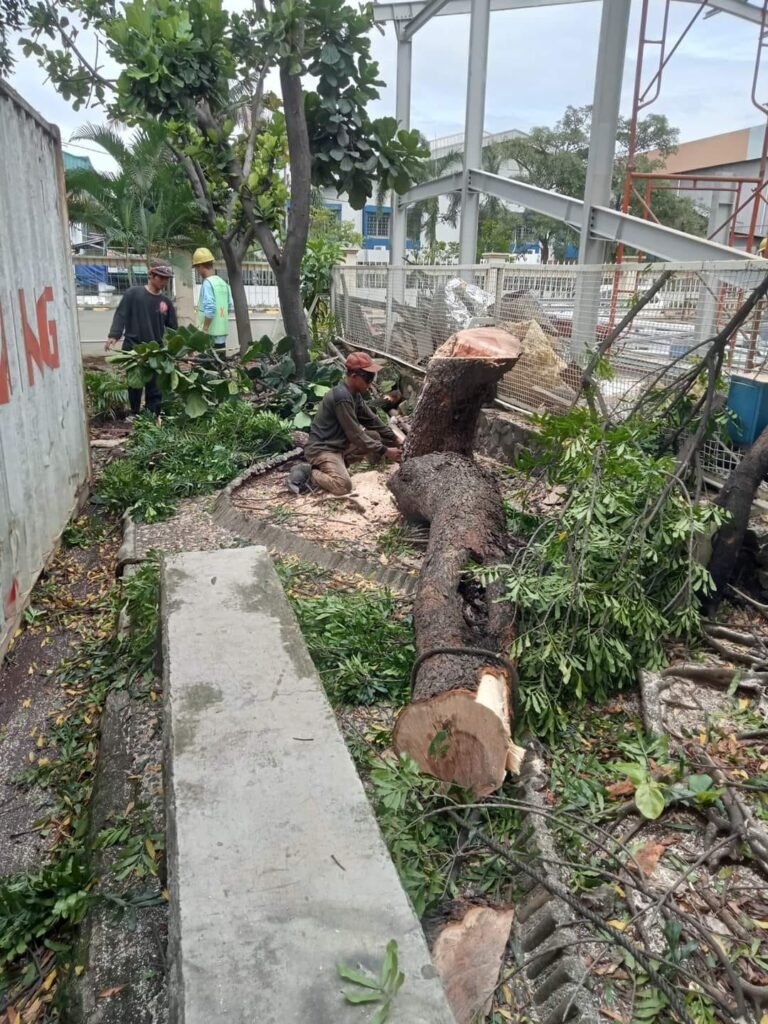 jasa tebang pohon Profesional Terbaik