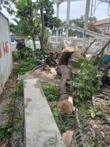 Spesialis Tebang Pohon Di Jogja