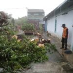 Jasa Tebang Pohon Terbaik di Jogja